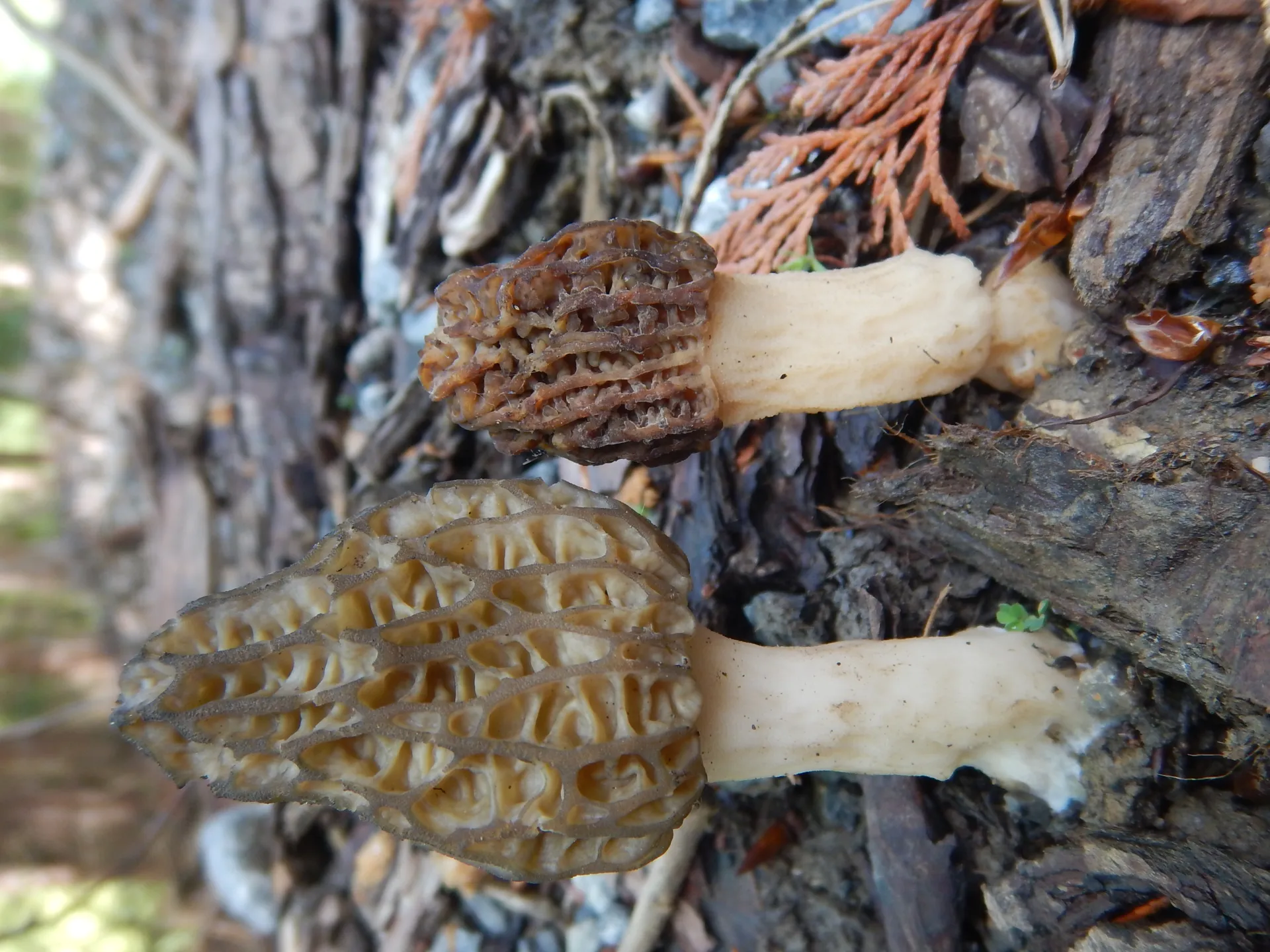 Morchella elata, 23-05-01 (2)